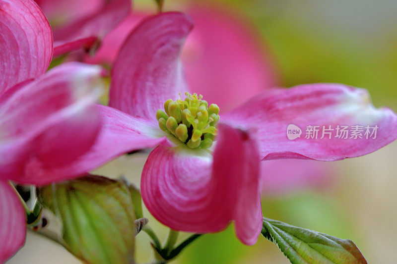 山茱萸花的极端特写照片，被花瓣状苞片包围