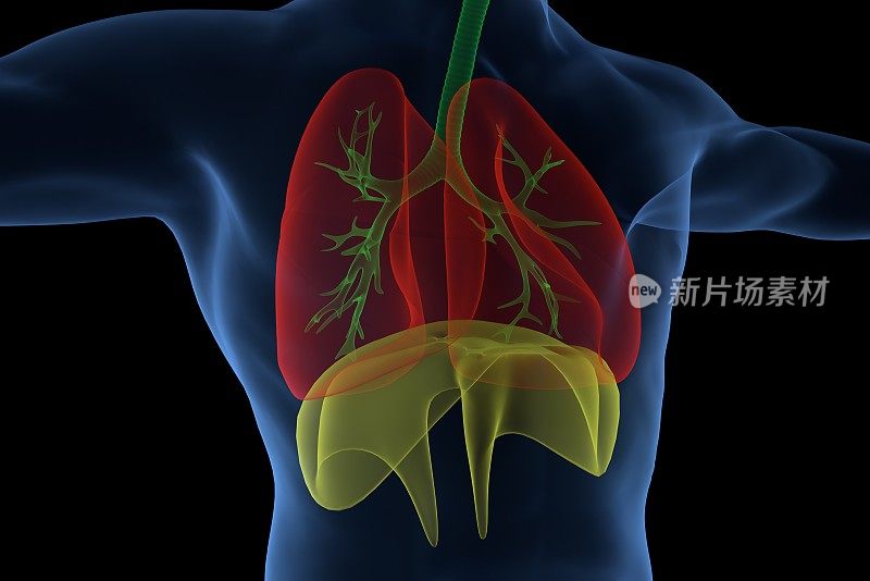 人类肺部，气管，支气管，食道和肝脏的彩色轮廓