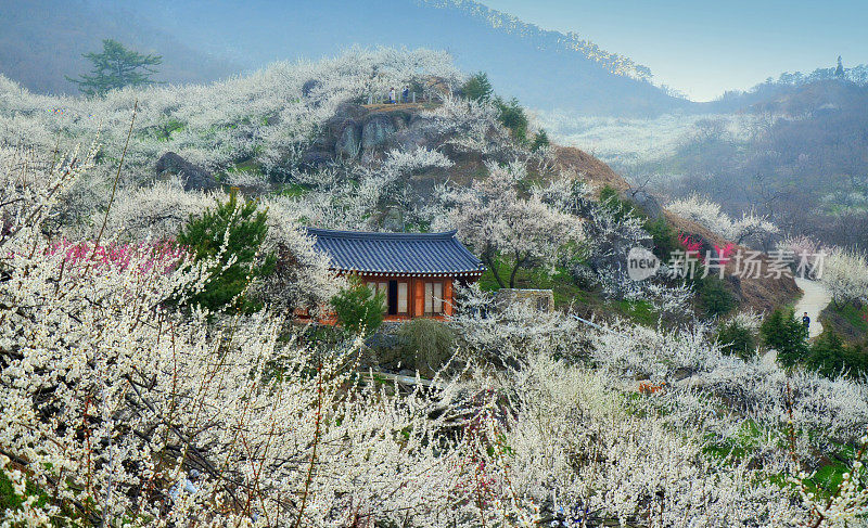 韩国光阳的春景