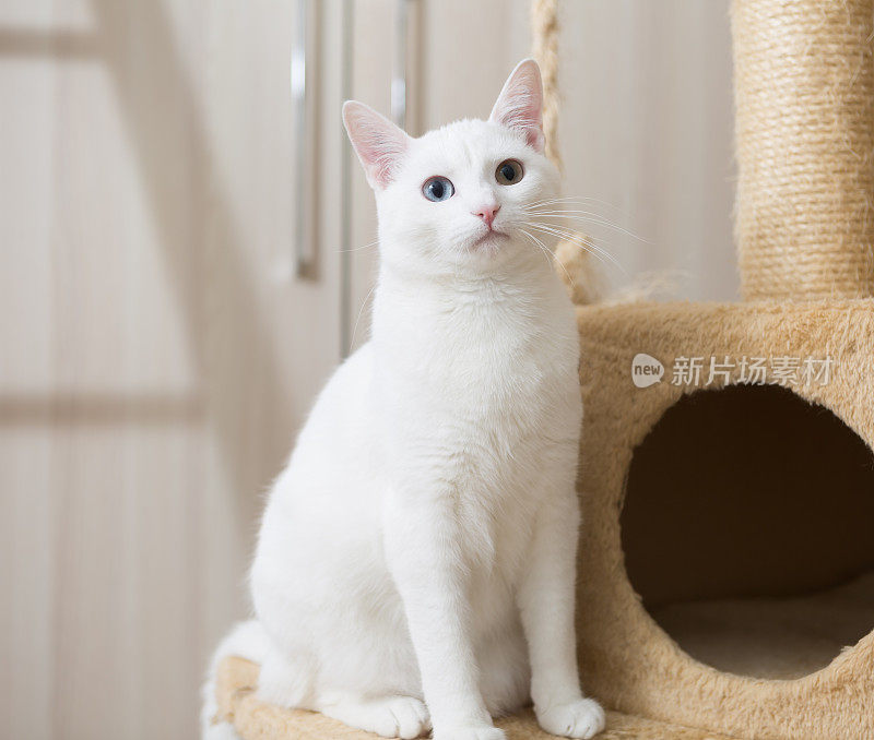 白猫坐在抓柱上