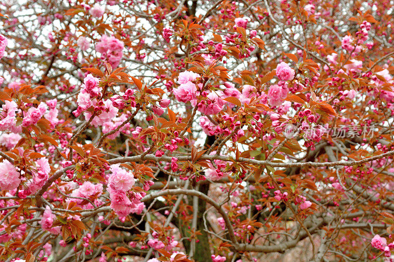 东京樱花盛开，重瓣樱