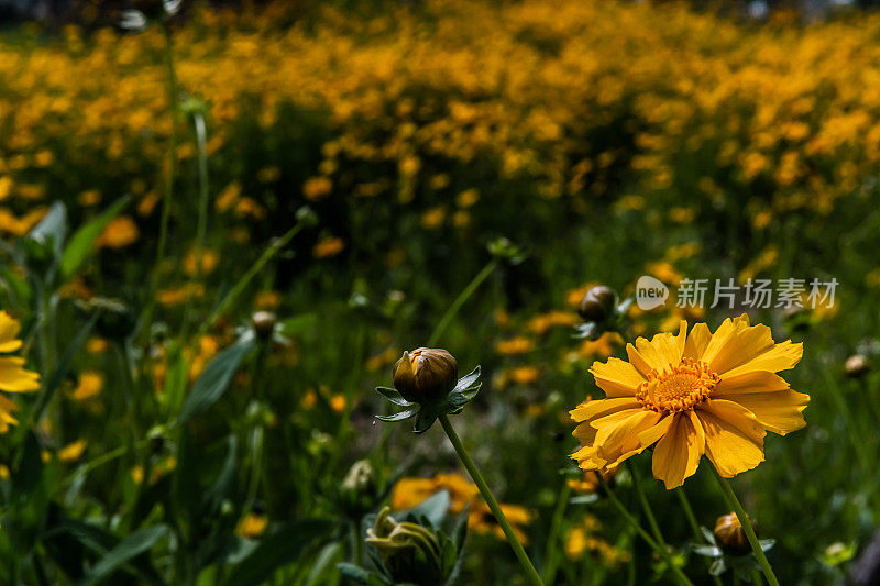 夏天波斯菊花