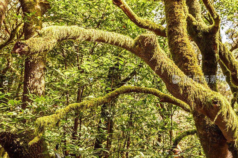 盖拉约内国家公园内的蒙特韦尔德加那利群岛，有摩瑞拉法亚山毛榉树，覆盖着苔藓和地衣。