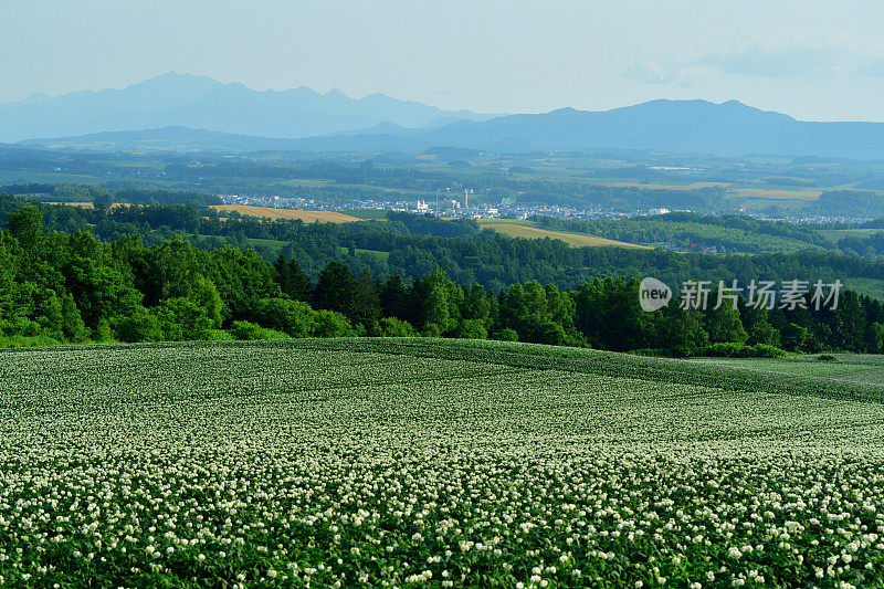 北海道朝川的广阔，起伏和绿色拼凑的农场