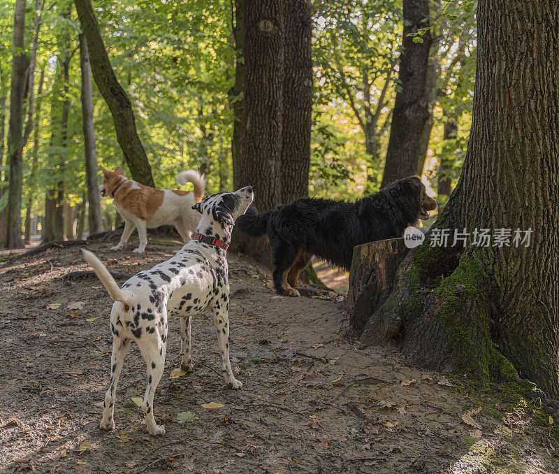 一群狗，包括达尔马提亚和泽南猎犬在公园里