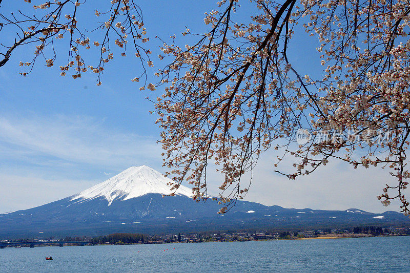 富士山和川口湖的樱花