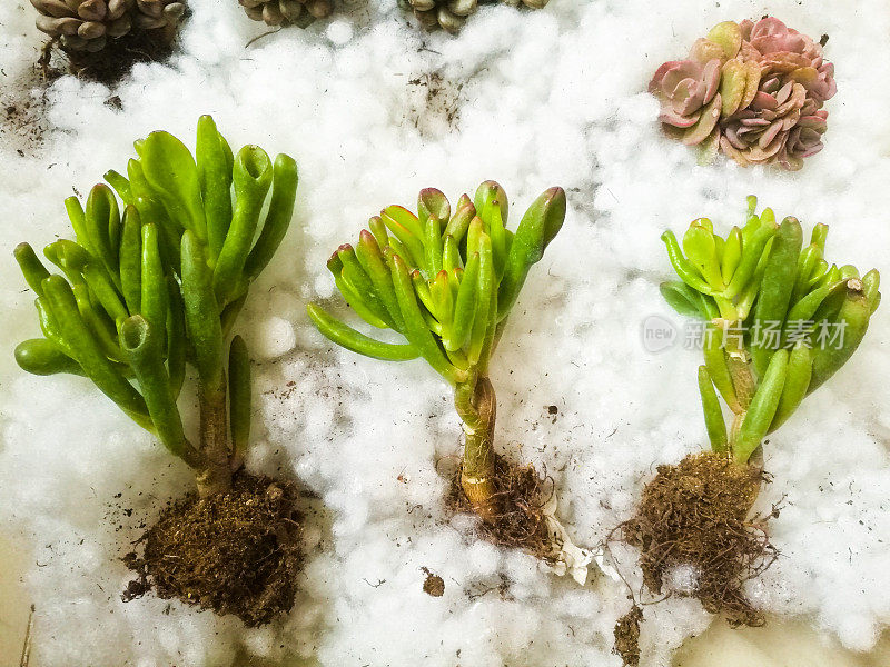 肉质植物。装饰室内植物。仙人掌和多肉植物。