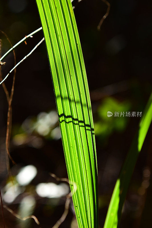 在明亮的光线下，细长的未打开的棕榈叶