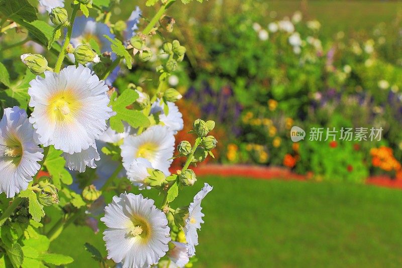 白花黄花自然格局-花坛花园休闲景观