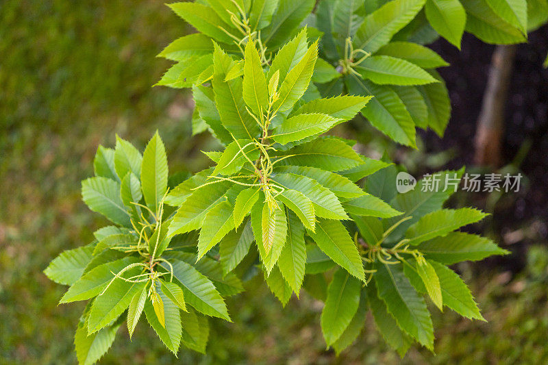 西班牙加利西亚的春天，板栗的叶子正在生长