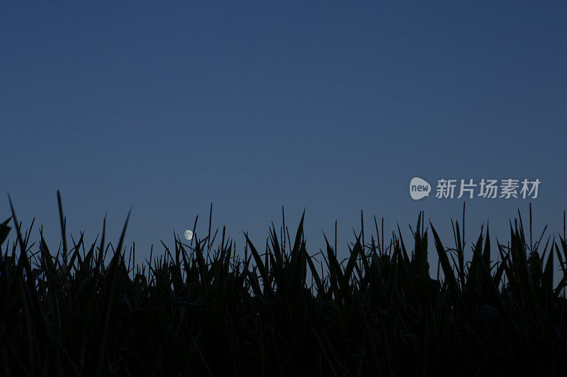 傍晚的麦田里，月亮高高挂在空中