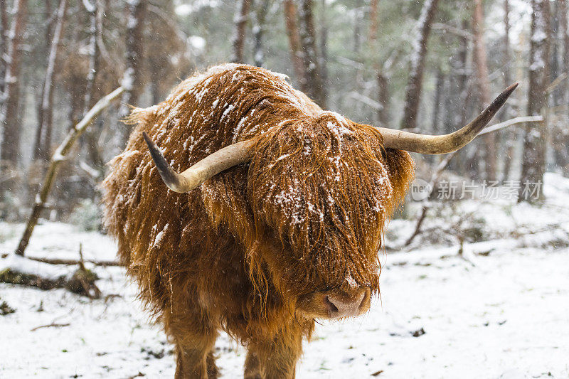 雪中的苏格兰高地牛的肖像