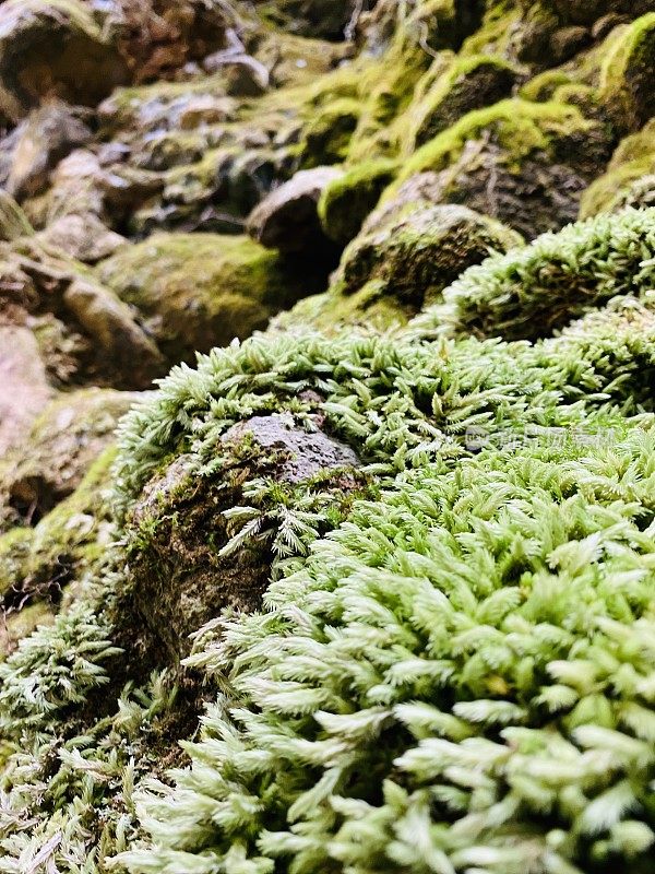 雨林苔藓特写镜头