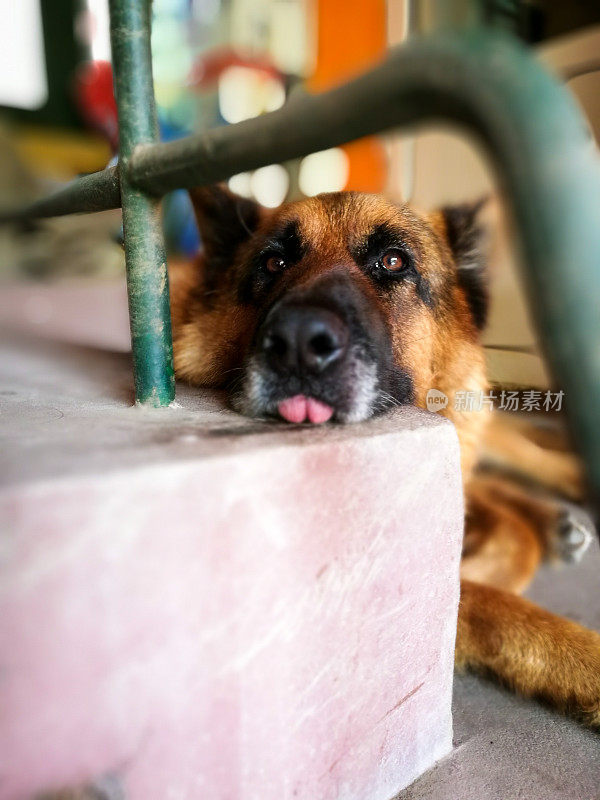 滑稽的德国牧羊犬躺下吐着舌头