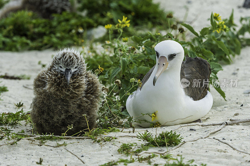 信天翁是一种横跨北太平洋的大型海鸟。在Papahānaumokuākea海洋国家纪念碑，中途岛，中途岛环礁，夏威夷群岛。