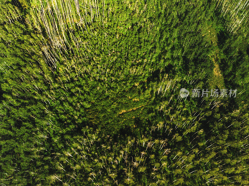 微风和阳光明媚的夏日空中和景观的大Mesa国家森林