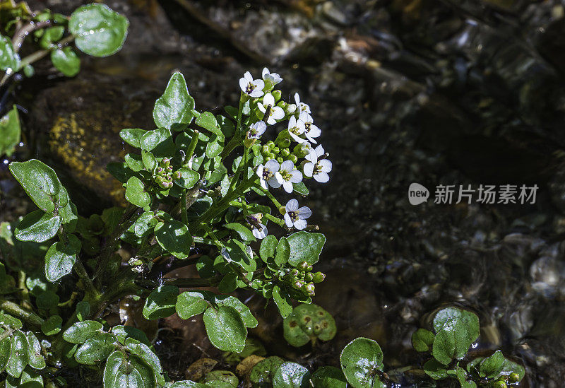 水田芥(旱金莲)是一种生长迅速的水生或半水生多年生植物，原产于欧洲和亚洲。内华达山脉东侧，因约国家森林，麦吉溪峡谷，Mono县，加利福尼亚州。