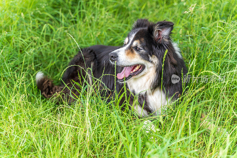 边境牧羊犬躺在乡间