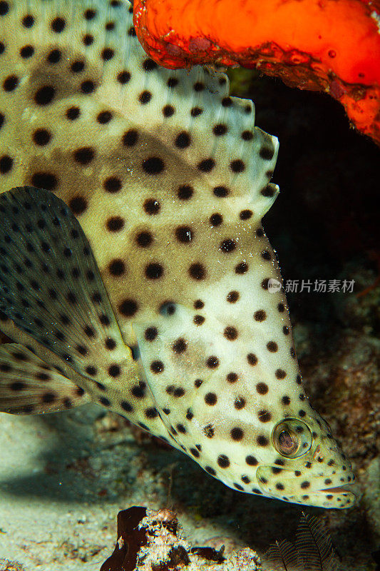 热带鱼，海洋生物，