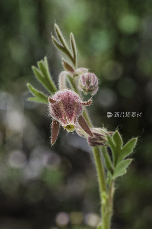 金琴、三花文凤、老翁须、草原烟是春季多年生草本植物。索诺拉山口公路越过内华达山脉在Toiyable国家森林，加利福尼亚。蔷薇科。