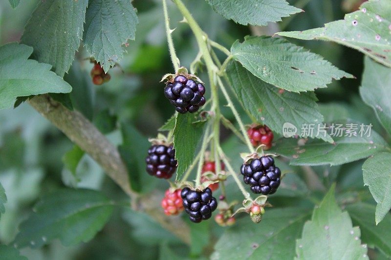 野生黑莓