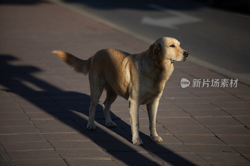 金毛猎犬站在人行道上