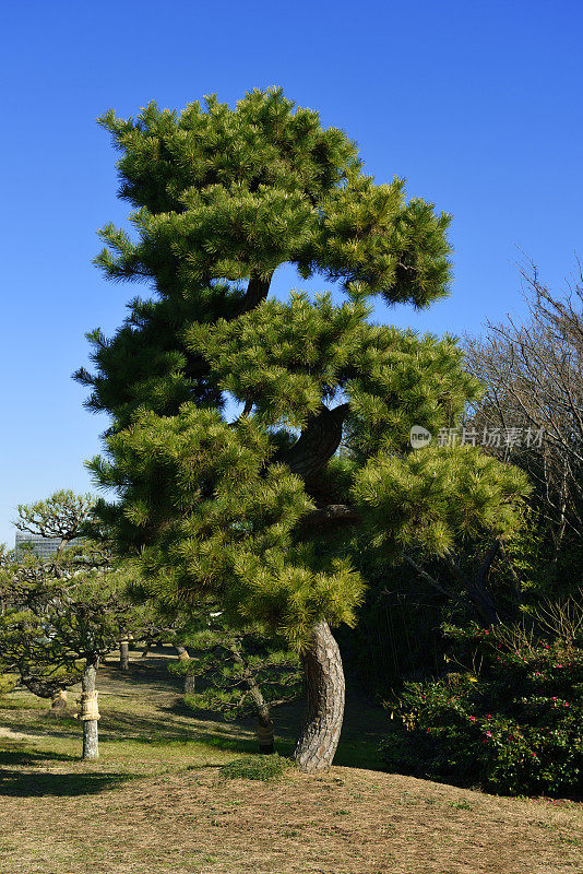 日本的松树