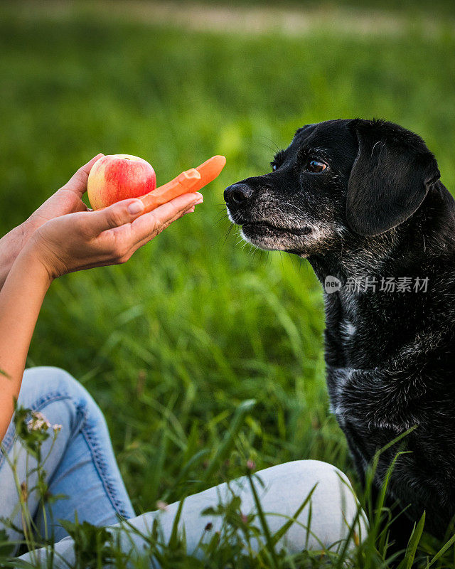 年轻的狗在吃苹果和胡萝卜。