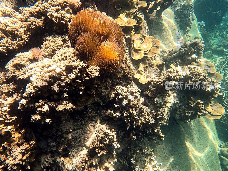 泰国古道海洋生物