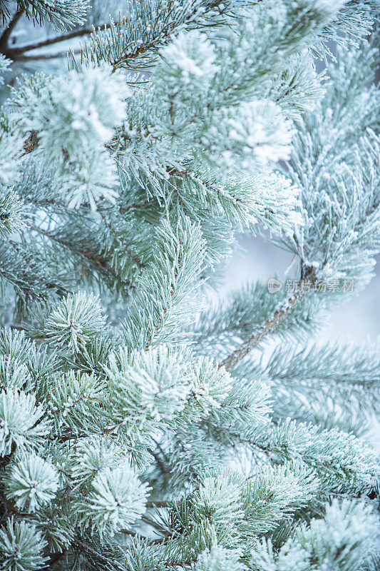 冬天的景象——结了霜的松枝上覆盖着一层雪。树林里的冬天