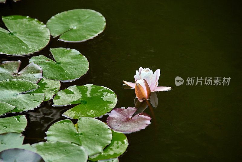 白色的百合和绿色的叶子在池塘里，黑色的水