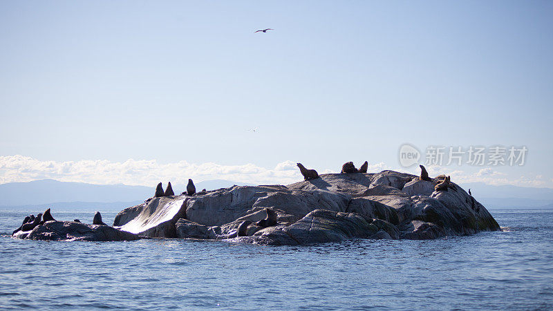 一群加利福尼亚海狮在岩石上晒太阳