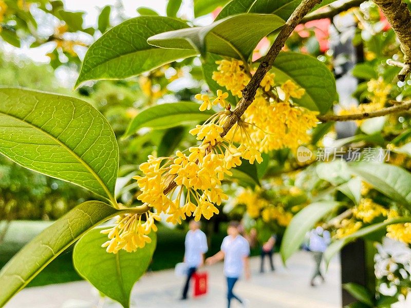 美丽的桂花在江苏，中国