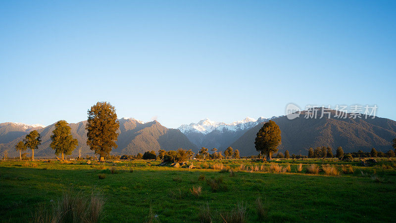 Kahikatea树和南阿尔卑斯山