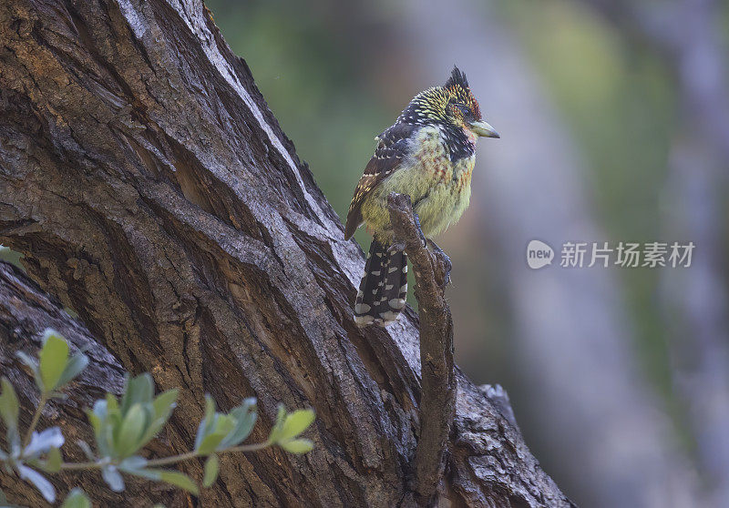 南非的鸟