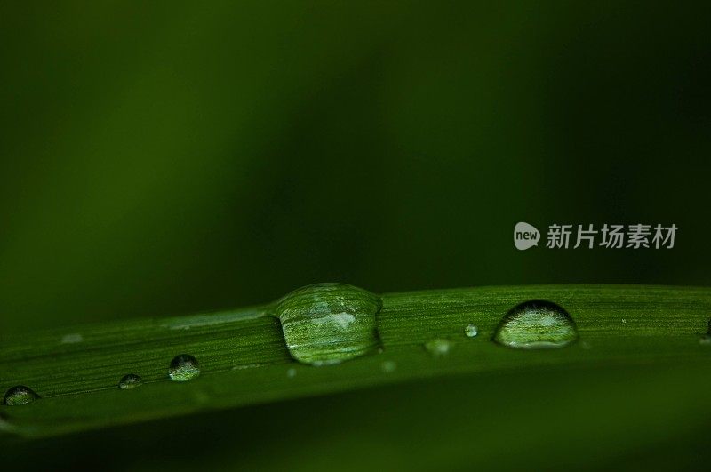 雨滴落在树叶上