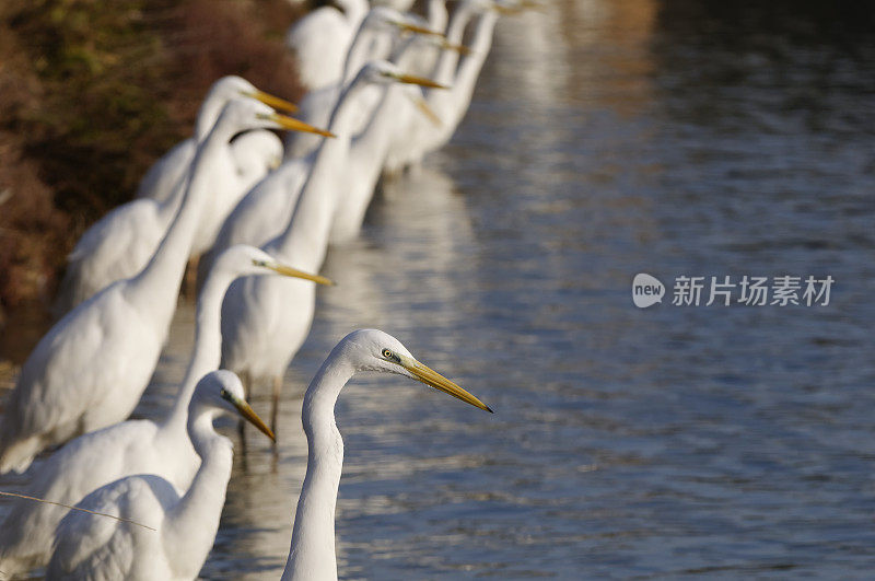 大白鹭(白鹭)