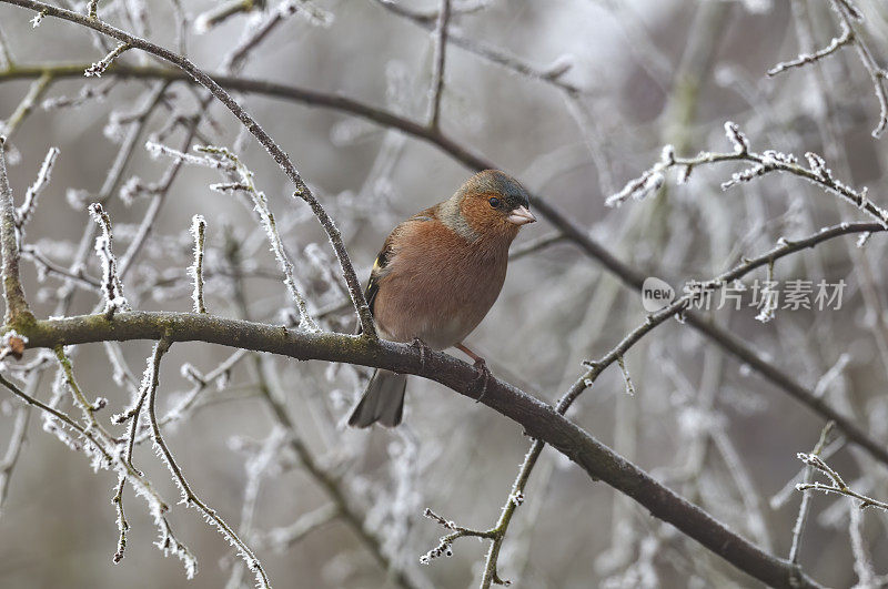 冬天的雄性苍头燕雀