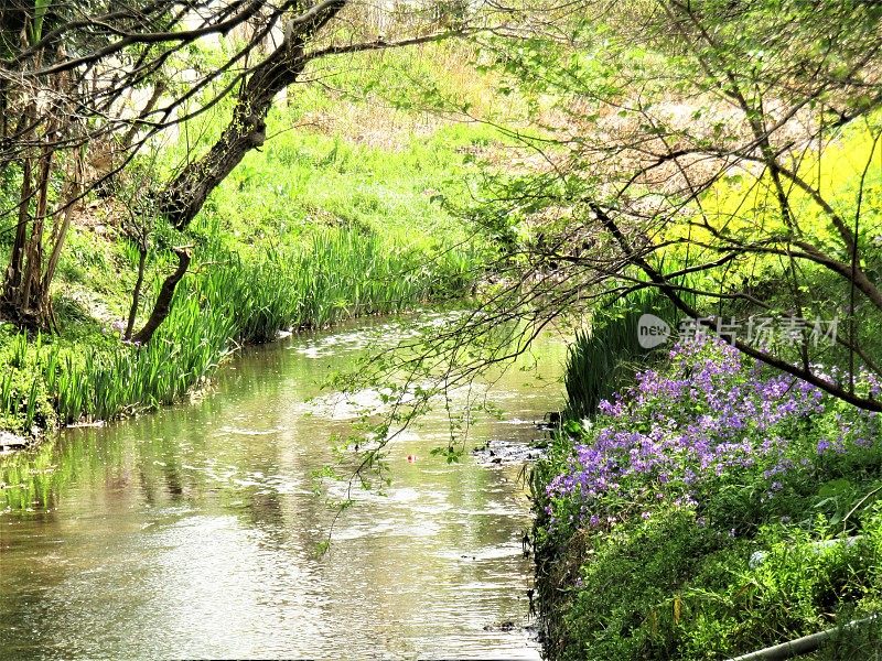 日本。4月的开始。城里的一条小河。