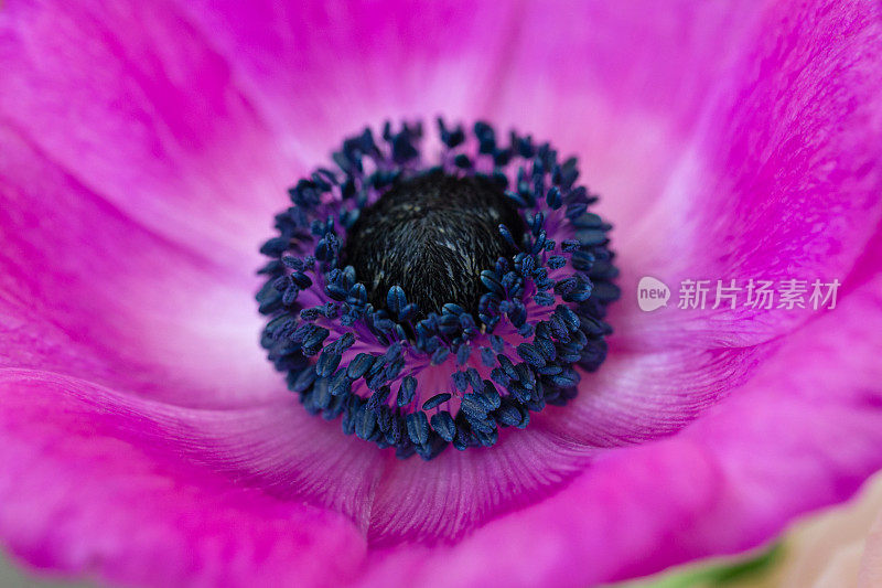 粉红色的‘银莲花冠状花’花头，俯视图特写