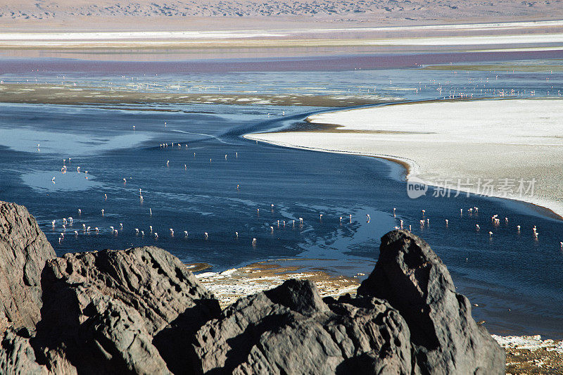 风景组火烈鸟在拉古纳科罗拉多与火山在玻利维亚高原沙漠的观点