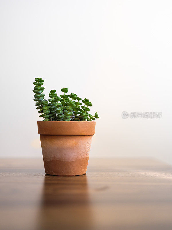 多肉植物小陶瓷花盆