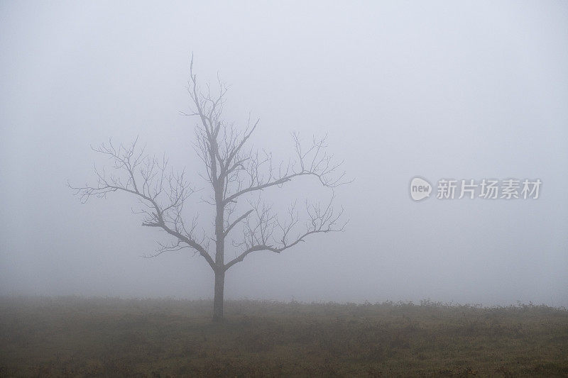 浓雾中的光秃秃的树