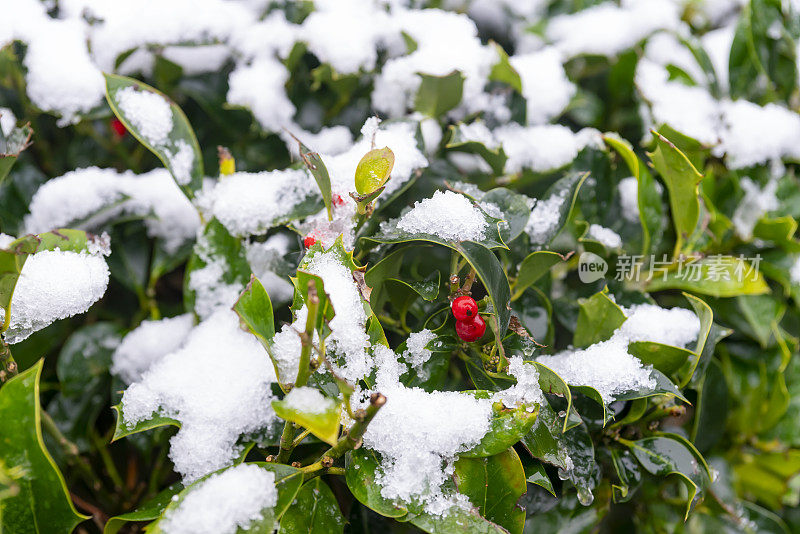 雪中的冬青灌木