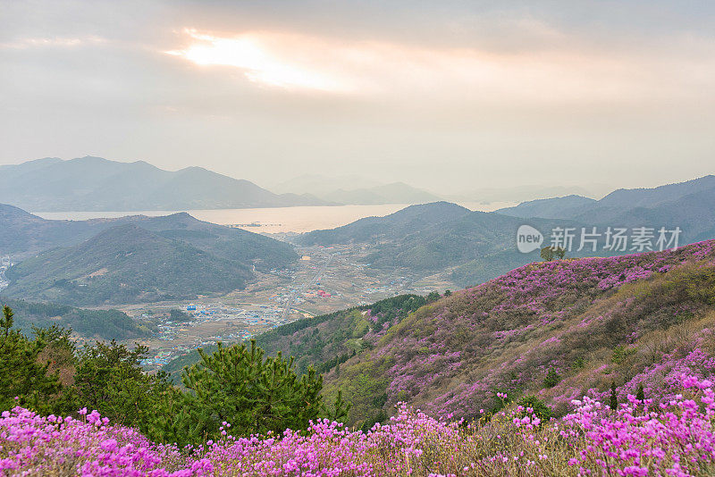 皇家杜鹃花，韩国玫瑰