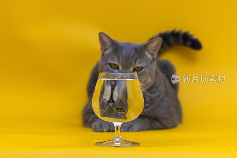 满杯水黄色背景下的猫的滑稽心情