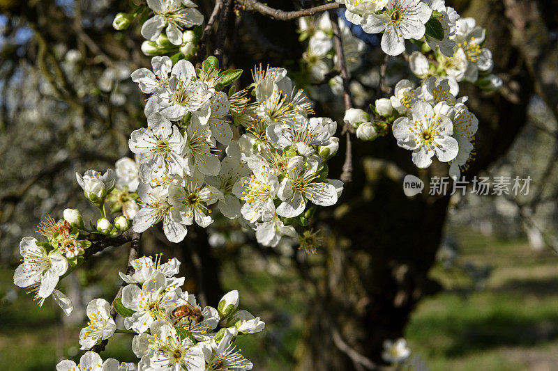 杏仁果园花的特写