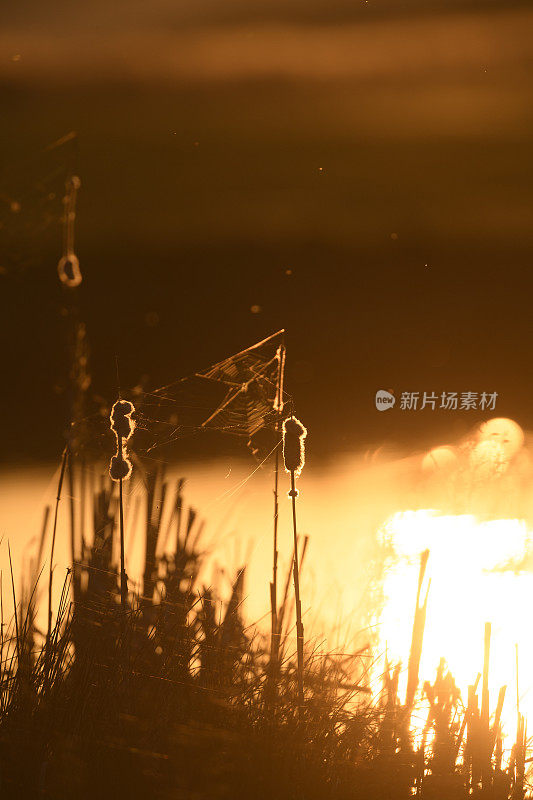 春天日落时，在湖边的芦苇和阔叶香蒲
