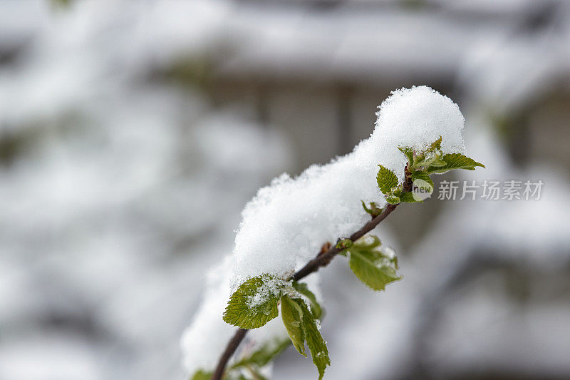 雪覆盖了一个新鲜的绿色榆树树枝的特写从底部到右边