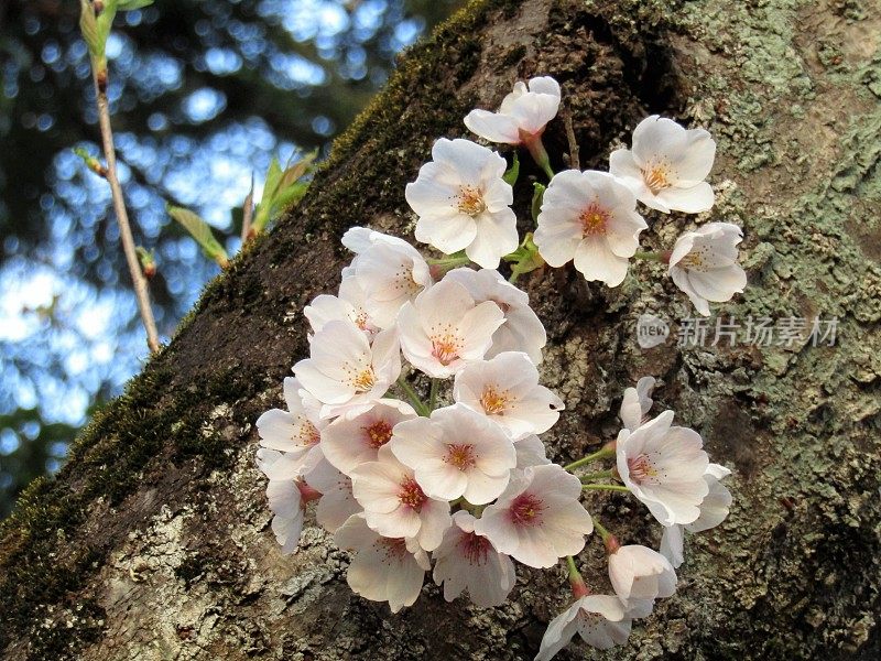 日本。3月底。清晨。樱花在初升的第一缕阳光中绽放。